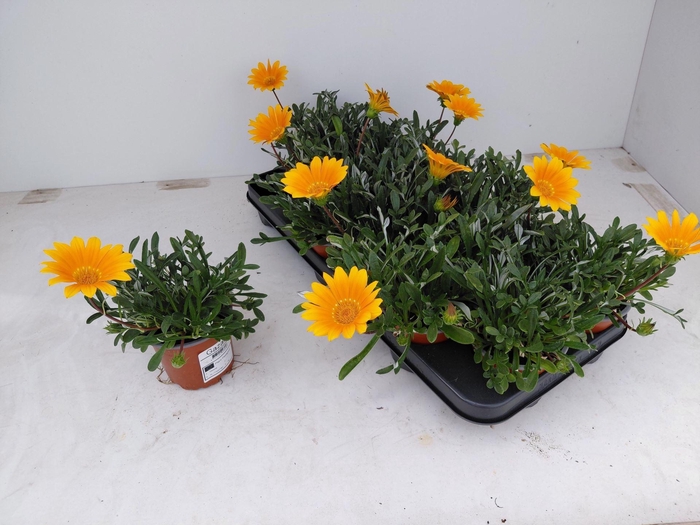 <h4>Gazania rigens Gelbe Jupiter</h4>