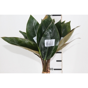 FOLHAGEM PHILODENDRON ROJO CONGO 050 CM