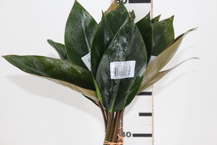 <h4>FOLHAGEM PHILODENDRON ROJO CONGO 050 CM</h4>