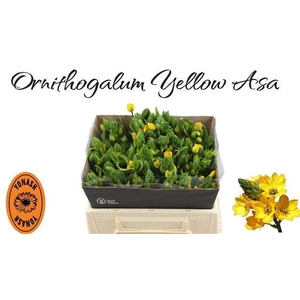 ORNIT DB YELLOW ASA