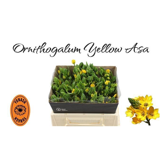 <h4>Ornit Db Yellow Asa</h4>