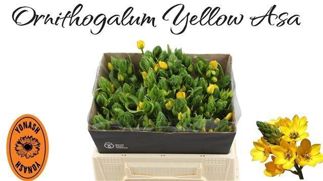<h4>ORNIT DB YELLOW ASA</h4>