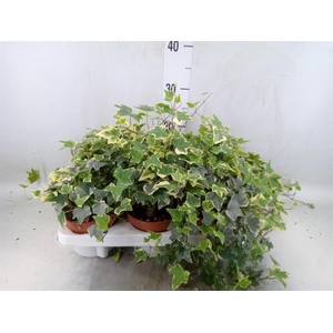 Hedera helix 'Eva'