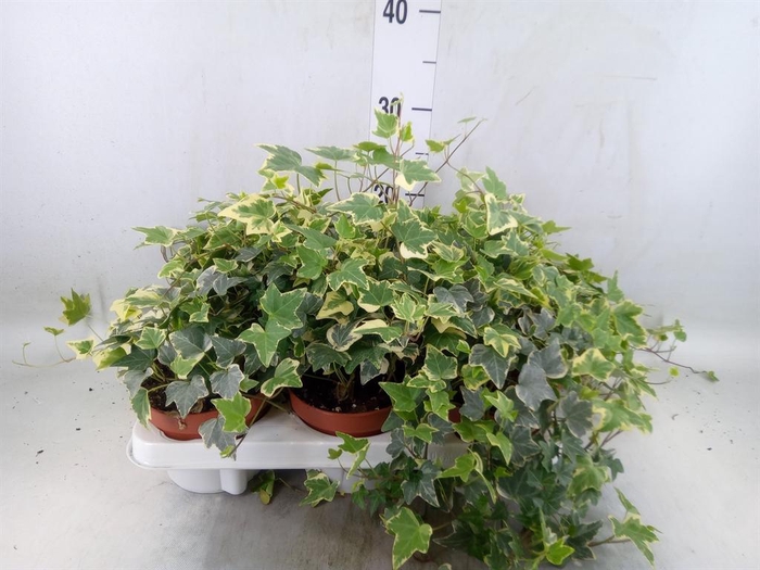 <h4>Hedera helix 'Eva'</h4>