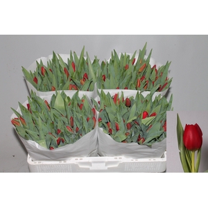 TU EN BEN VAN ZANTEN