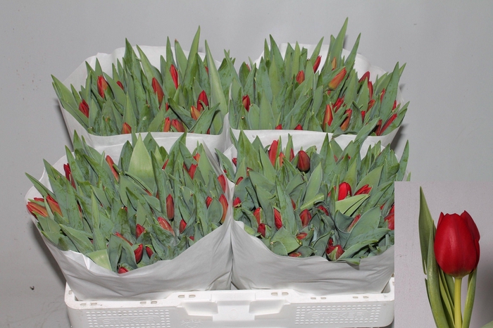 <h4>TU EN BEN VAN ZANTEN</h4>