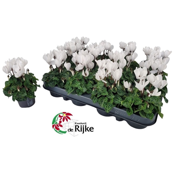 <h4>Cyclamen P7 Wit</h4>