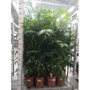 Chamaedorea seifrizii