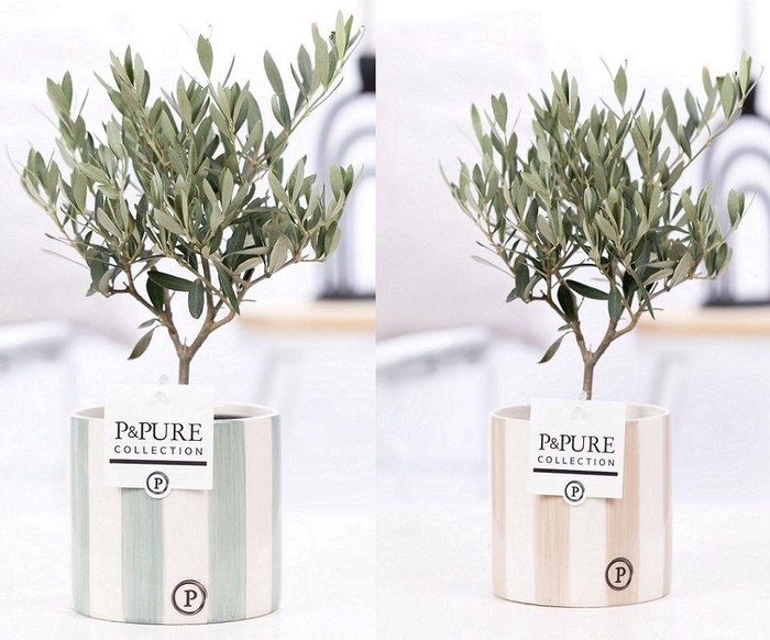 <h4>Olea Europaea in P&PURE Eline 2 ceramics ass. 2</h4>