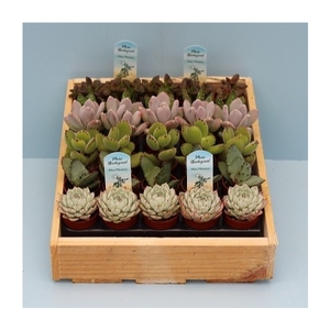 Bio Succulenten mini 221-MISURIJ