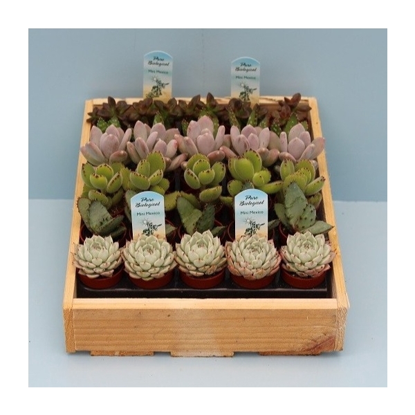 <h4>Bio Succulenten mini 221-MISURIJ</h4>