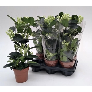 Stephanotis floribunda 12Ø 45cm 80fl