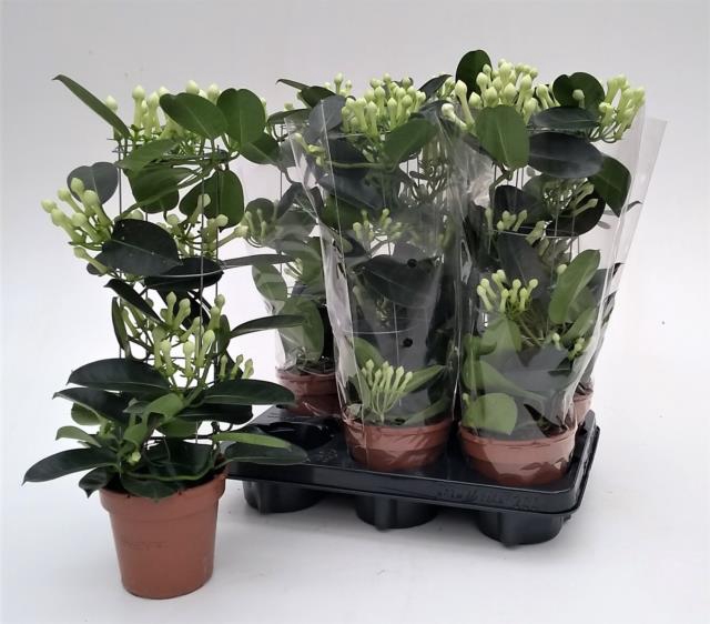 Stephanotis floribunda 12Ø 45cm 80fl