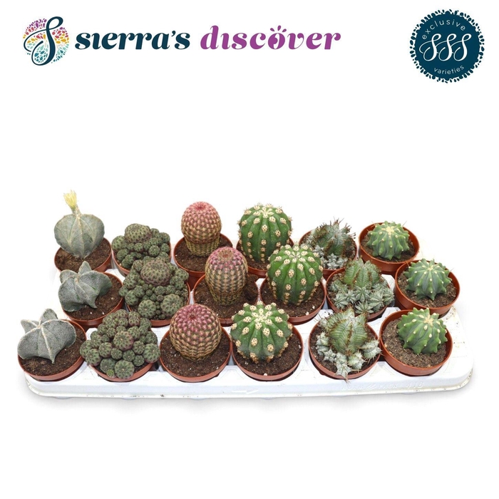 CACTUS GEM