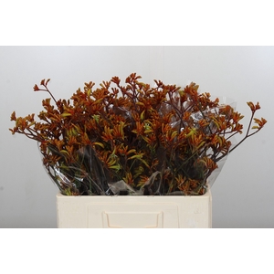 Anigozanthos Bush Sunset