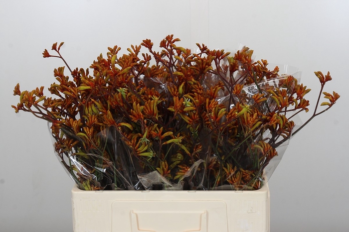 <h4>Anigozanthos Bush Sunset</h4>