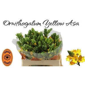 ORNITHOGALUM DUBIUM 'YELLOW ASA'