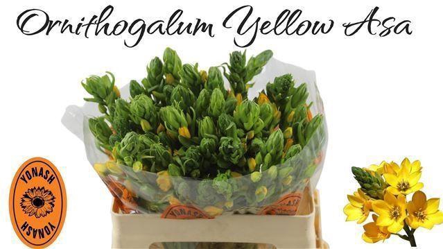 <h4>ORNITHOGALUM DUBIUM 'YELLOW ASA'</h4>
