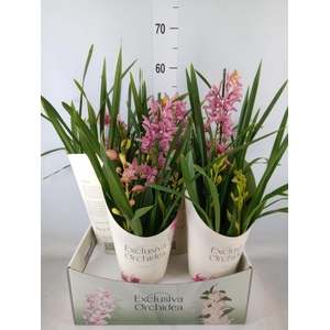 Cymbidium   ...