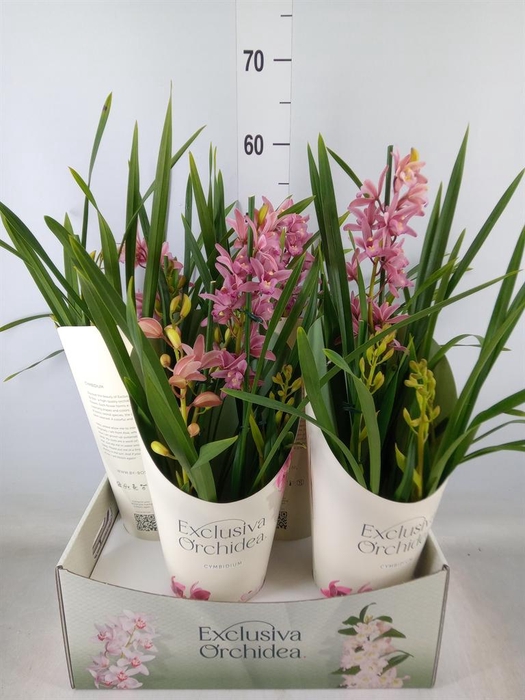 <h4>Cymbidium   ...</h4>
