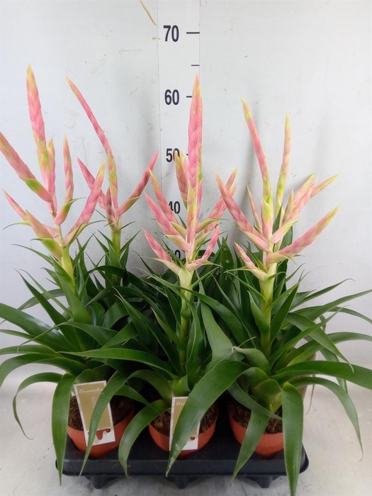 <h4>Tillandsia  'Dolce'</h4>