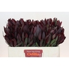 Leucadendron Saf Sunset Dark R.