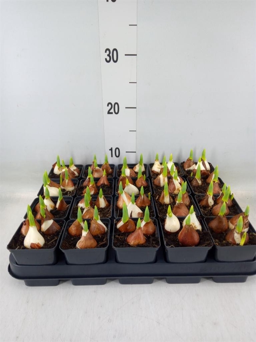 <h4>Tulipa DU 'Baby'   ...mix</h4>