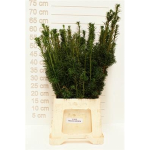 X.TAXUS GROEN P.PAK