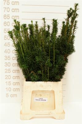 <h4>X.TAXUS GROEN P.PAK</h4>