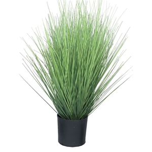 Festuca in pot 60cm green