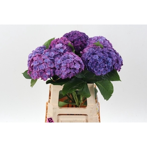 Hydr M Roy Anasta Rs