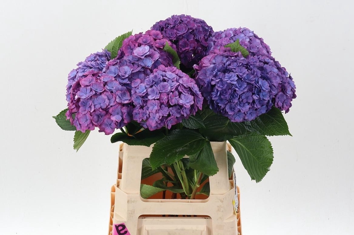 <h4>Hydr M Roy Anasta Rs</h4>