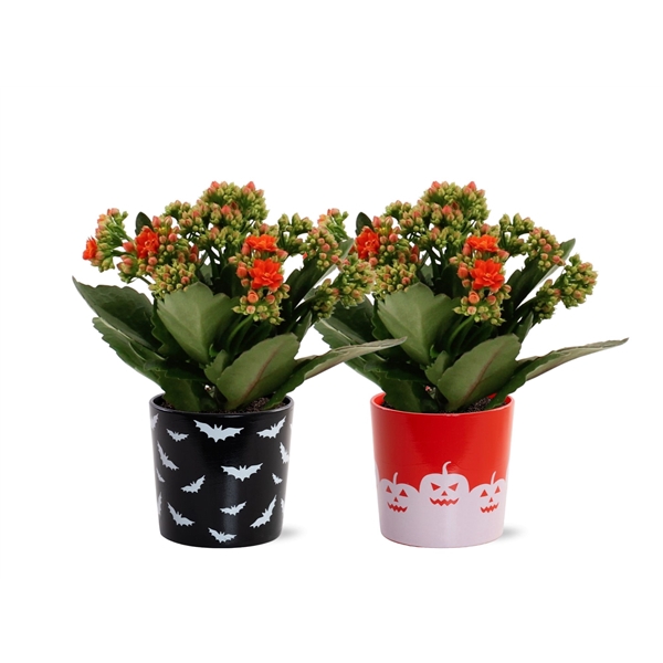 <h4>Kalanchoë Moreno in Halloween Bat + Pumpkin ceramics</h4>