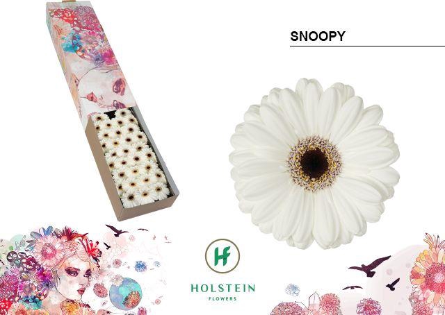 <h4>Germini Snoopy Doos</h4>