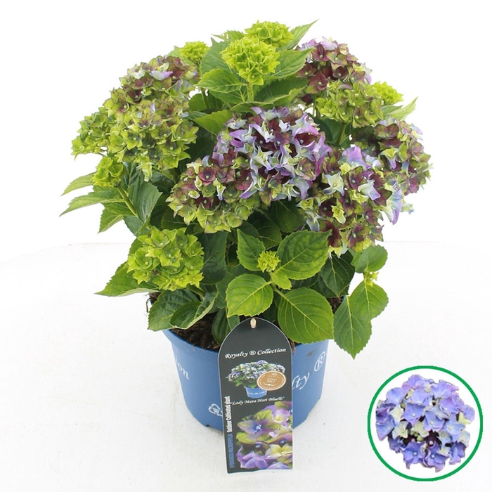 <h4>Hydrangea macrophylla overig</h4>