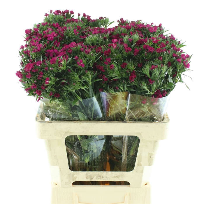 <h4>Di Barb Amazon Cherry Super</h4>