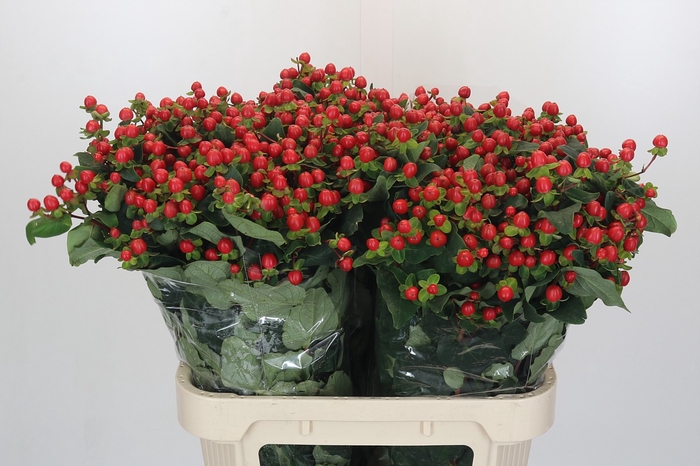 <h4>Hypericum Magical Triumph</h4>