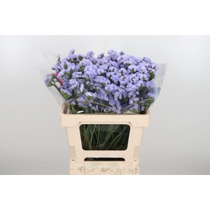 Limonium Donau Birds