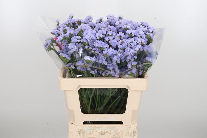 <h4>Limonium Donau Birds</h4>