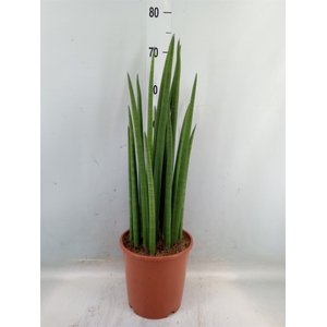 Sansevieria cyl.  ...