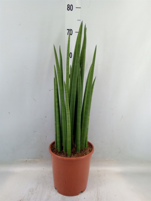 <h4>Sansevieria cyl.  ...</h4>