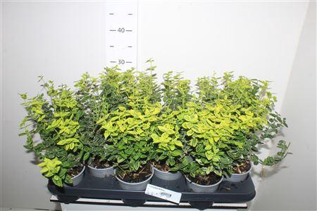 <h4>Euonymus Fortunei</h4>