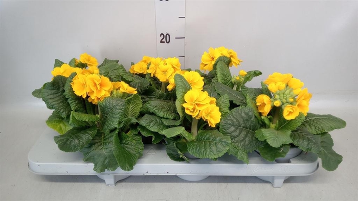 <h4>Primula elat.</h4>