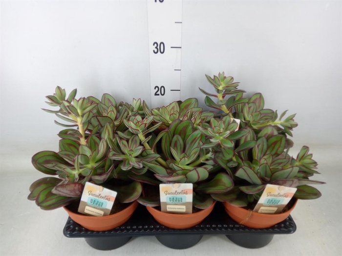 <h4>Echeveria   ...</h4>