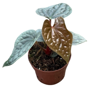 Anthurium blad