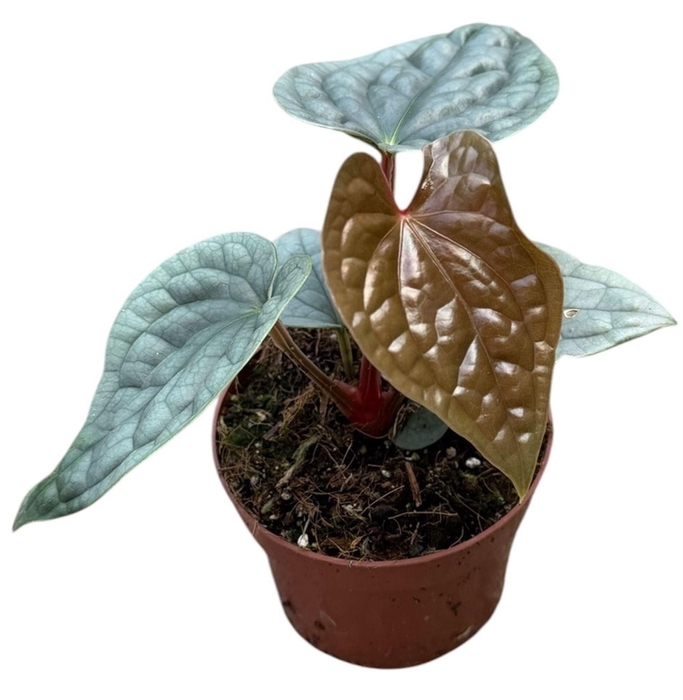 <h4>Anthurium blad</h4>