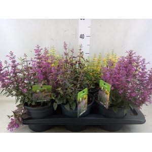 Agastache   ...