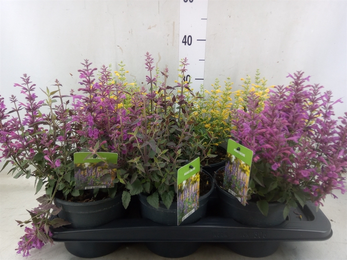 <h4>Agastache   ...</h4>