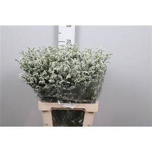 Lim Sin Mountain Diamond White