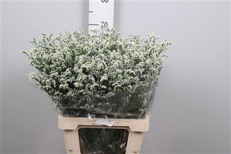 <h4>Lim Sin Mountain Diamond White</h4>